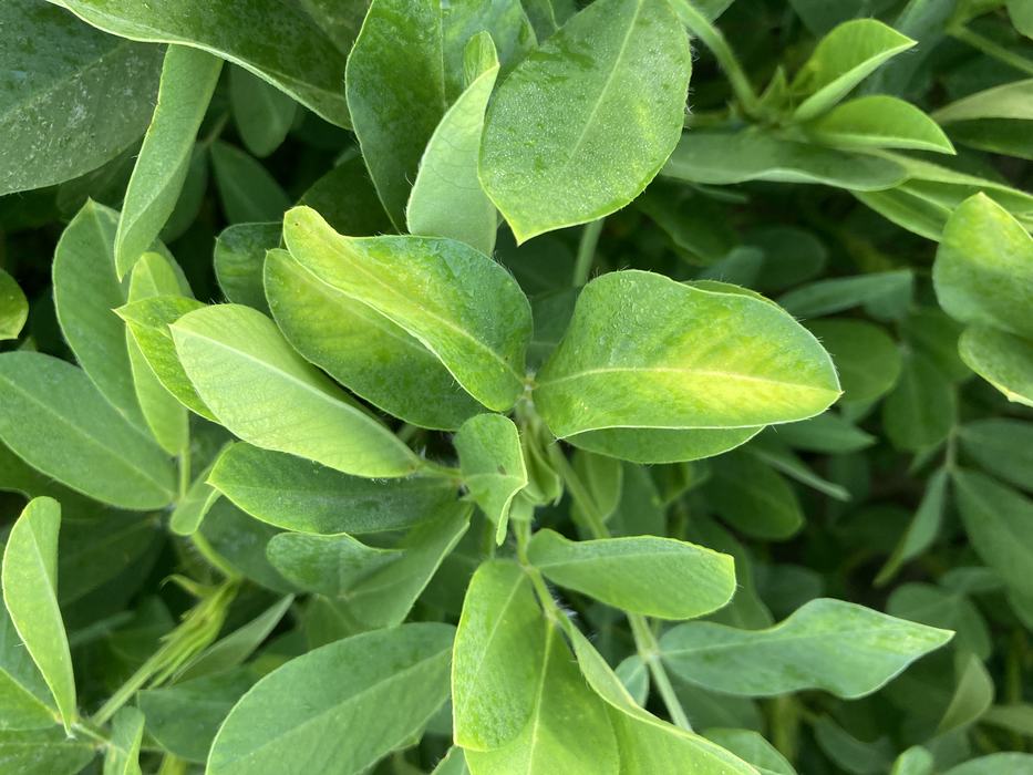 Light yellowing around the ends of green leaves.