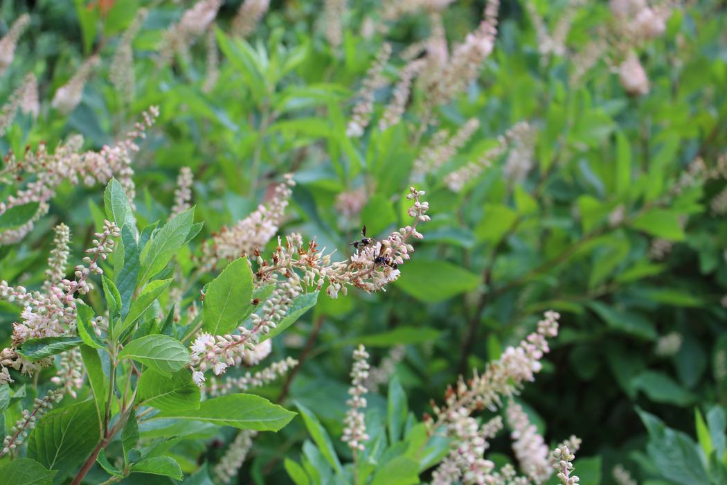 White flowers of sweetspire with a flying insect on one of them.