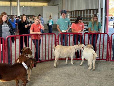 A group of teenagers judge a pen of goats as part of a judging contest.
