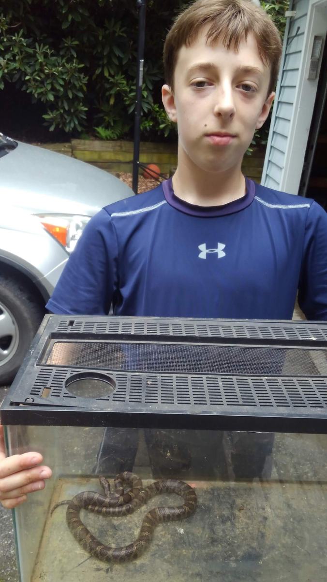 milk snake in terrarium