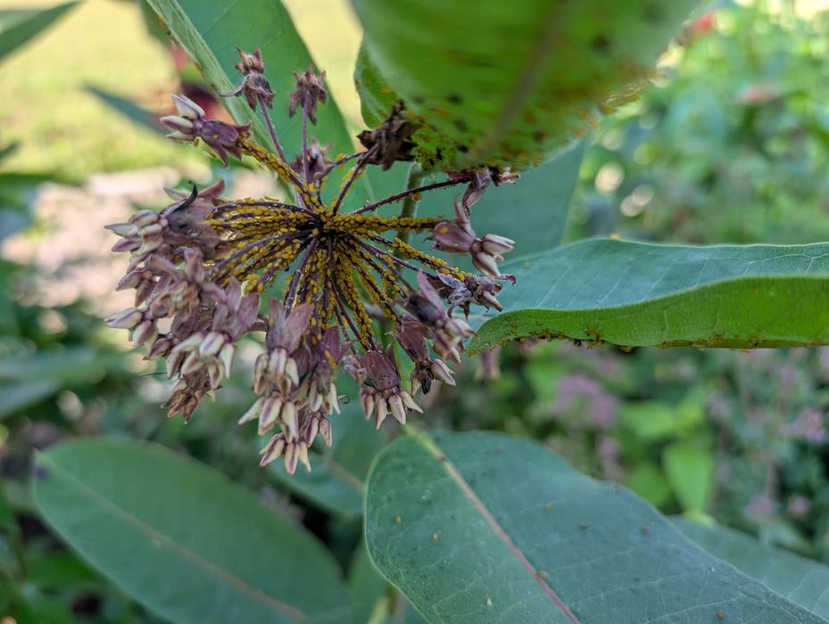 Milkweed flowers_Photo by Amanda Bratcher