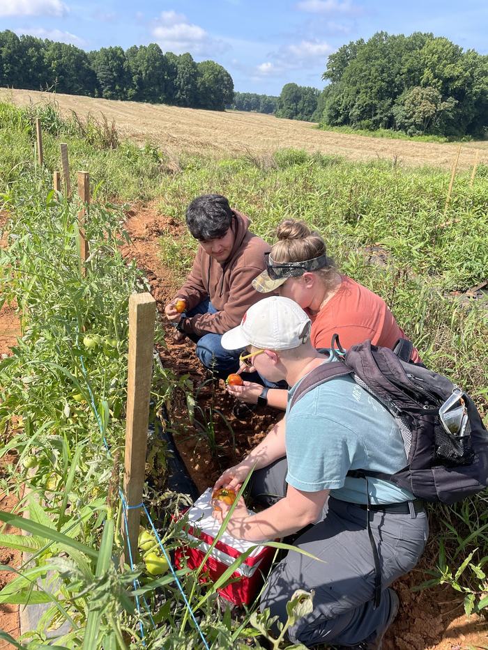 tomato scouting