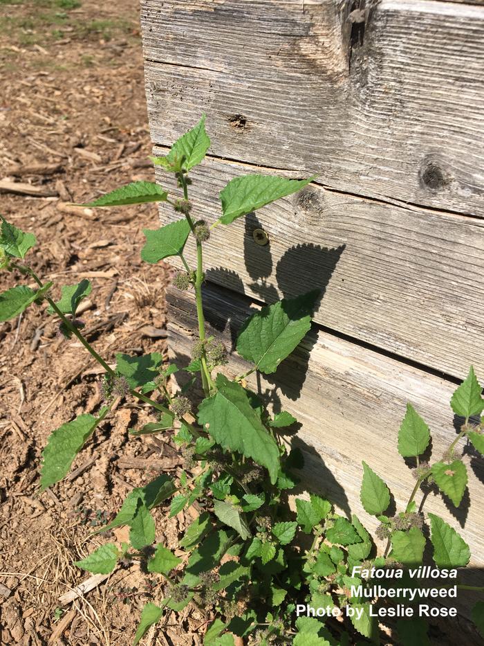 Mulberry weed seedling by the edge of a wooden garden bed.