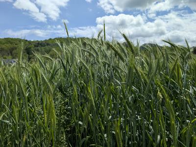 mountain research station field