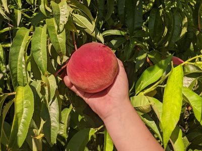 Hand holding a ripe peach on a leafy peach tree branch