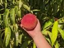 Hand holding a ripe peach on a leafy peach tree branch