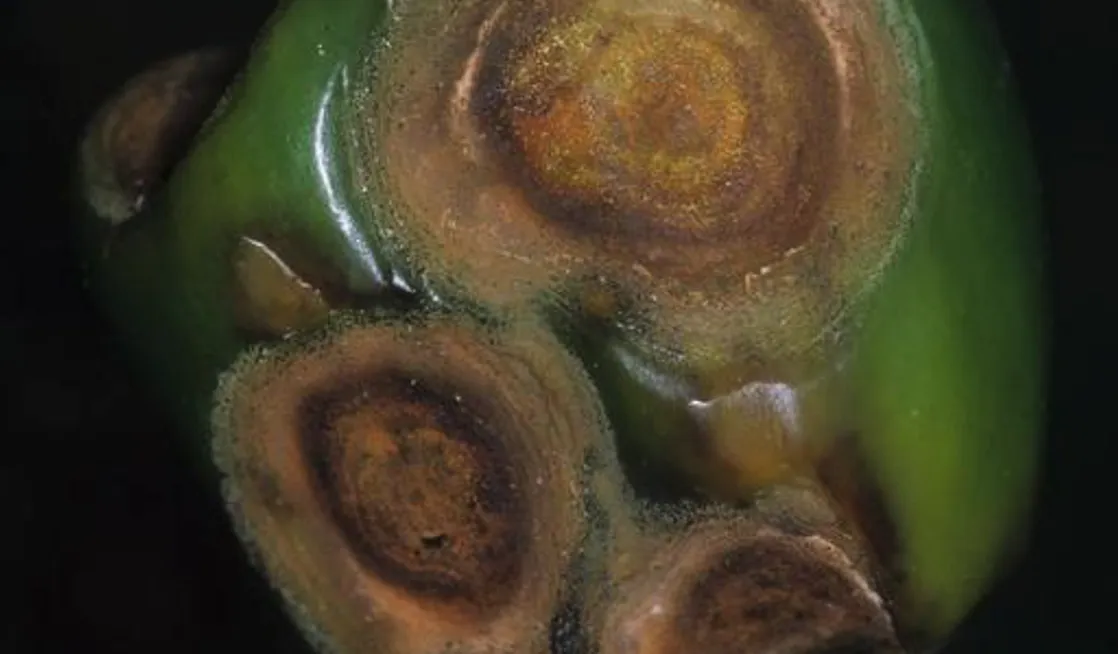 Be on the Lookout for Pepper Anthracnose Caused by Colletotrichum Scovillei  - Extension Plant Pathology