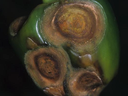 Figure 1. Symptomatic concentric lesions on pepper fruits caused by Colletotrichum species.