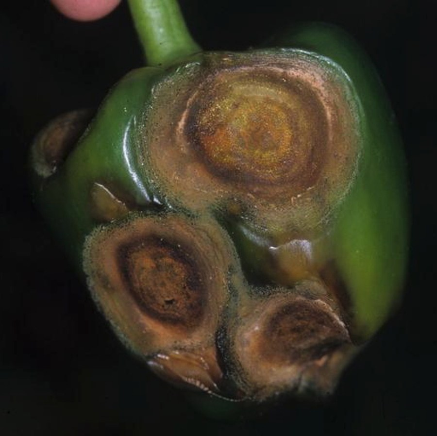 Figure 1. Symptomatic concentric lesions on pepper fruits caused by Colletotrichum species.