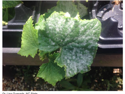cucumber leaf with powdery mildew