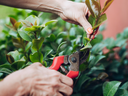 Pruning a camellia