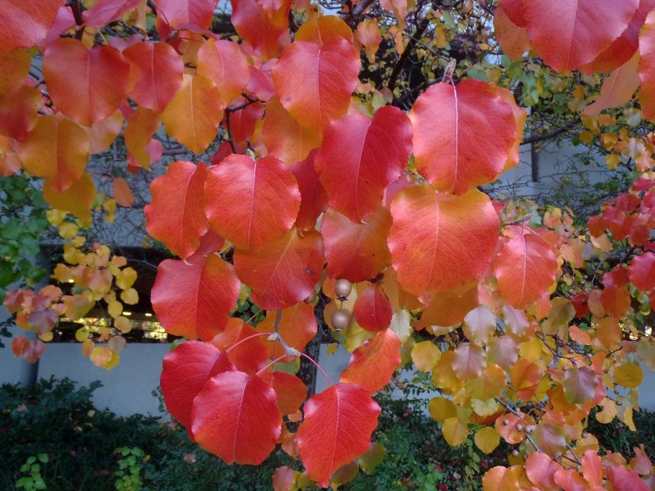 Bradford Pear leaves that are turning a reddish yellow color during the fall time of the year.