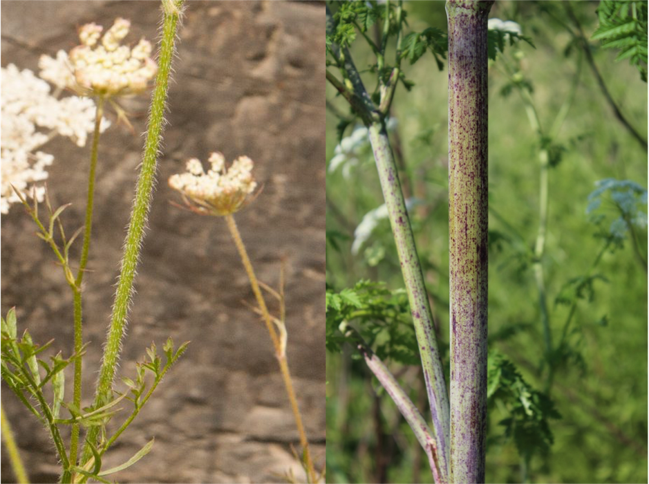 stems of Queen Anne's lace and poison hemlock