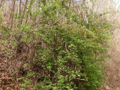 Dense green shrub covering a hillside amid leafless trees in early spring forest