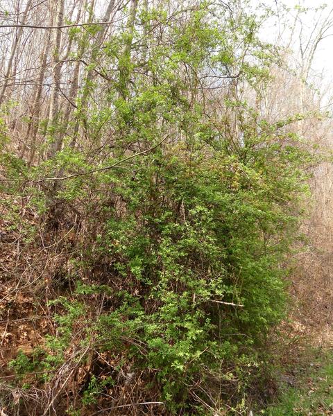 Dense green shrub covering a hillside amid leafless trees in early spring forest