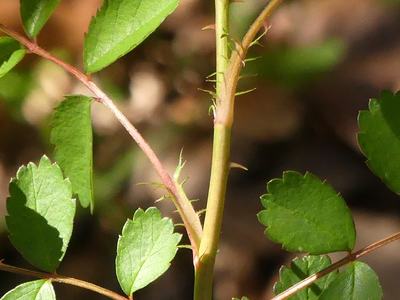 Green plant stem with paired serrated leaflets and small hooked thorns