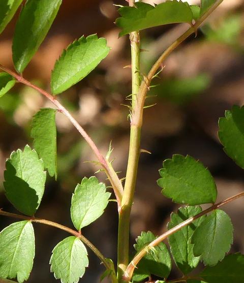 Green plant stem with paired serrated leaflets and small hooked thorns