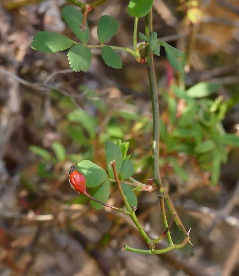 Thin thorny stem with pinnate green leaves and small red rosehip