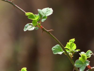 Thin thorny branch with small serrated green leaves against a blurred brown background