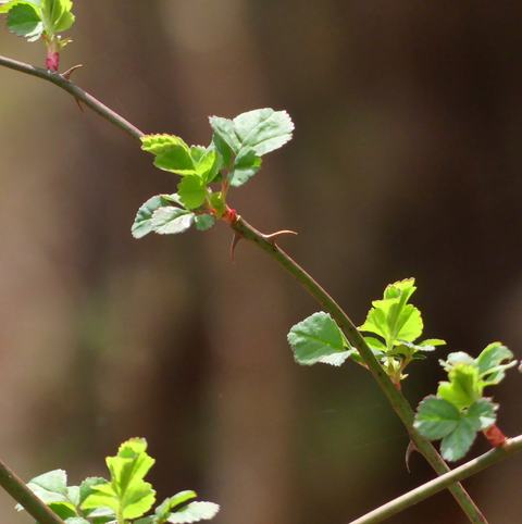 Thin thorny branch with small serrated green leaves against a blurred brown background