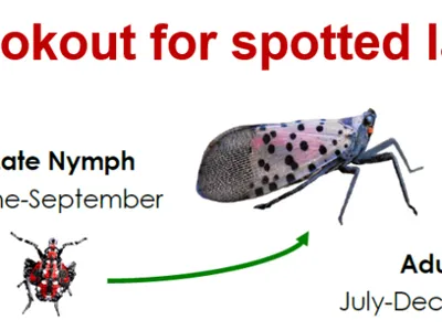 Join the lookout for spotted lanternfly — Early nymph Apr–Jun; Late nymph Jun–Sep; Adult Jul–Dec