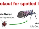 Join the lookout for spotted lanternfly — Early nymph Apr–Jun; Late nymph Jun–Sep; Adult Jul–Dec