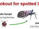 Join the lookout for spotted lanternfly — Early nymph Apr–Jun; Late nymph Jun–Sep; Adult Jul–Dec