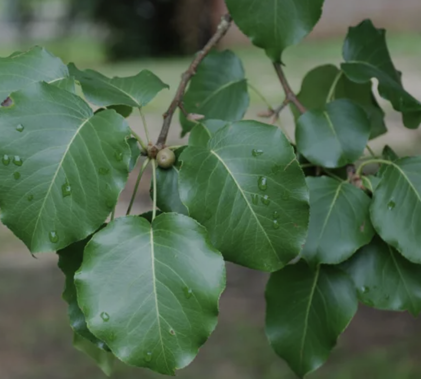 Bradford pear leaves