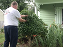 Man Pruning a Camellia