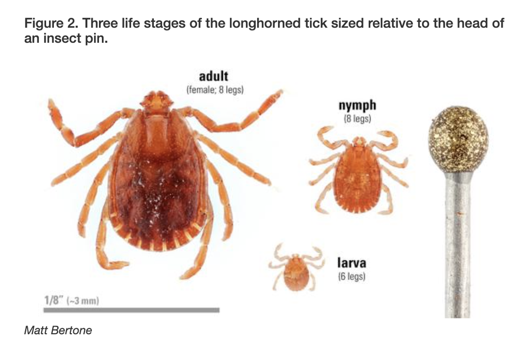 Longhorned tick stages — adult (female, 8 legs); nymph (8 legs); larva (6 legs); scale 1/8" (~3 mm)