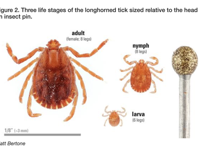 Longhorned tick stages — adult (female, 8 legs); nymph (8 legs); larva (6 legs); scale 1/8" (~3 mm)