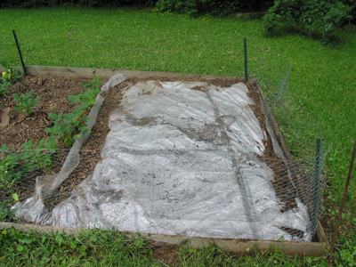 Garden plot covered with clear plastic sheeting