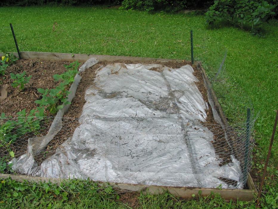 Garden plot covered with clear plastic sheeting