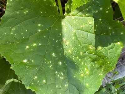 Squash Leaf spots_Photo by Mary Holt
