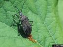 Close-up of an adult squash bug on a leaf next to a cluster of bronze-colored eggs