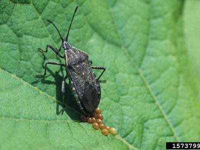 Close-up of an adult squash bug on a leaf next to a cluster of bronze-colored eggs