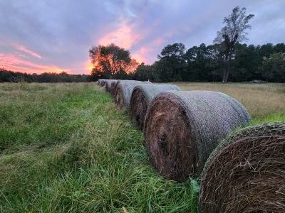 Piedmont Field with Hay Bales