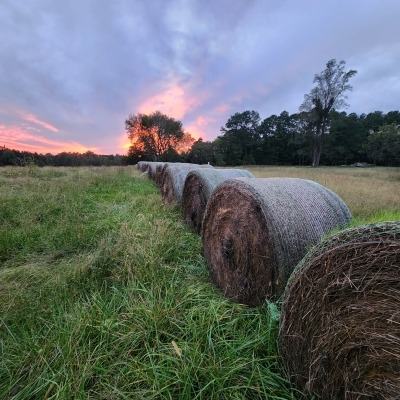 Piedmont Field with Hay Bales