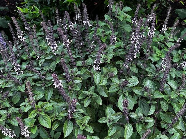 photos of thai basil