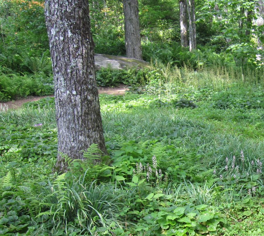Forest scene with a variety of small, green plants covering the ground.