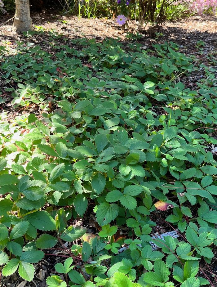 Wild strawberry plants growing as a groundcover.