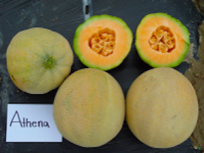 contributed photo of Athena cantaloupes.