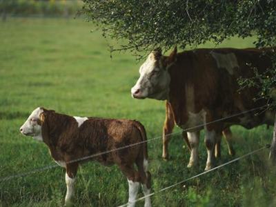 An adult and juvenile cow standing in a green field together.