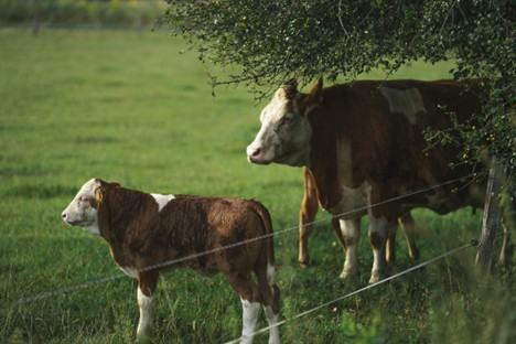 An adult and juvenile cow standing in a green field together.