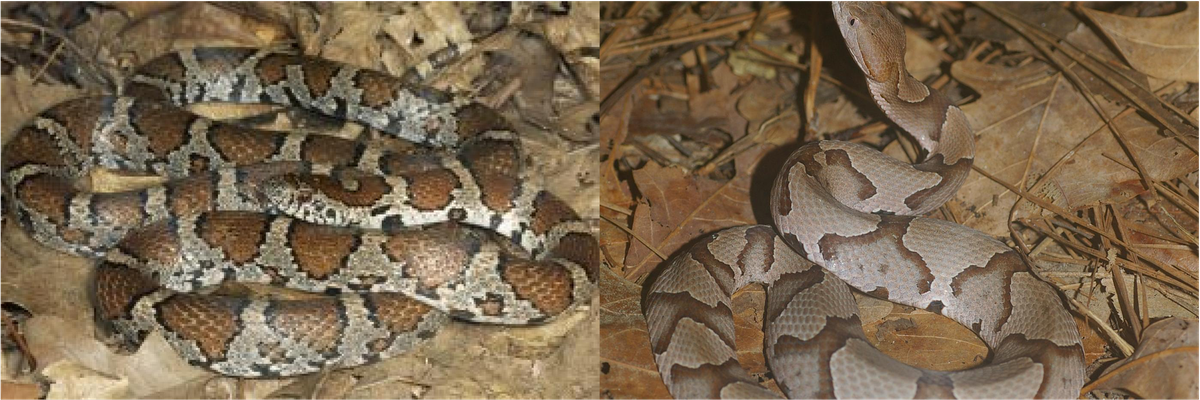 milksnake vs copperhead