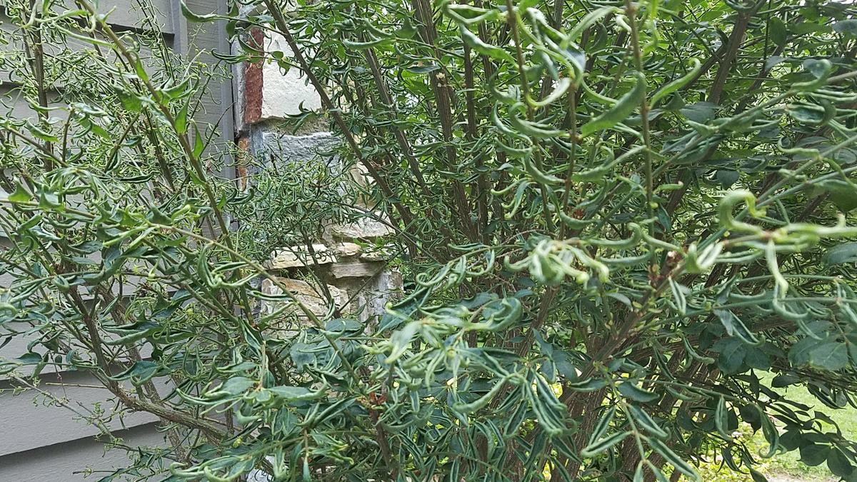 herbicide damage euonymus