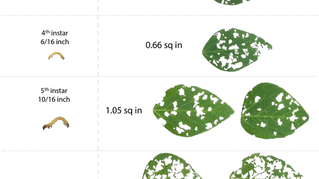 Shows larval instars and how much each one can eat with photos of defoliated leaves