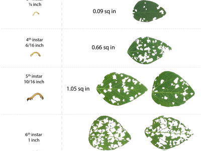 Shows larval instars and how much each one can eat with photos of defoliated leaves