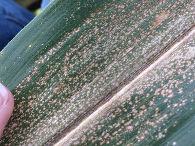 Corn leaf with eyespot symptoms showing small, clustered, tan spots