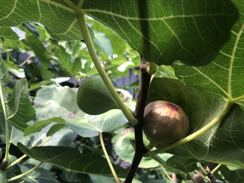 figs